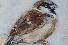 Cock Sparrow