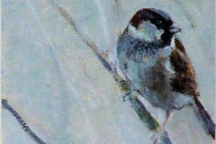 Sparrow in Reedbed