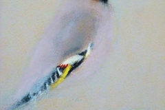 Waxwing