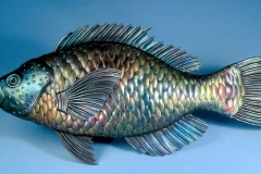 Parrot Fish