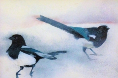 Magpies in the Snow