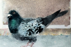 Venetian Pigeon